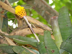 Aechmea calyculata