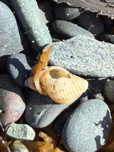 Caesia fossata