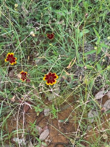 Thelesperma burridgeanum, photograph 6