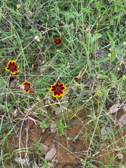 Thelesperma burridgeanum, photograph (c) Chet Burrier, some rights reserved (CC BY)