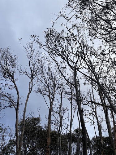 Eucalyptus perriniana, photograph 2