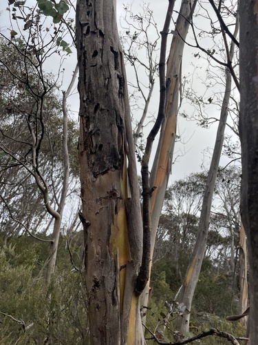 Eucalyptus perriniana, photograph 3
