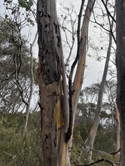 (c) Hilary Rose Dawson, some rights reserved (CC BY) Eucalyptus perriniana, photograph (c) Hilary Rose Dawson, some rights reserved (CC BY)