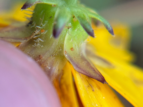 Coreopsis nuecensis, photograph 2