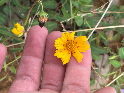 Coreopsis nuecensis, photograph 3