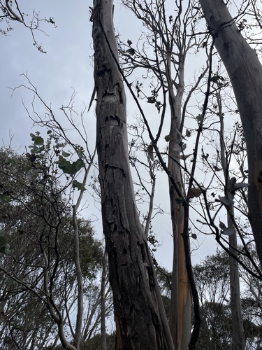 Eucalyptus perriniana, photograph 4