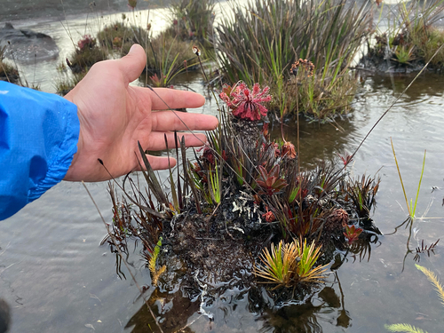 Drosera roraimae