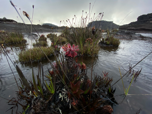 Drosera roraimae