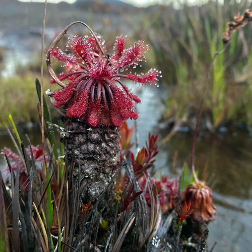 Drosera roraimae