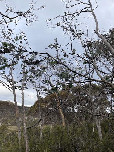 Eucalyptus perriniana, photograph 1