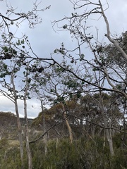 (c) Hilary Rose Dawson, some rights reserved (CC BY) Eucalyptus perriniana, photograph (c) Hilary Rose Dawson, some rights reserved (CC BY)