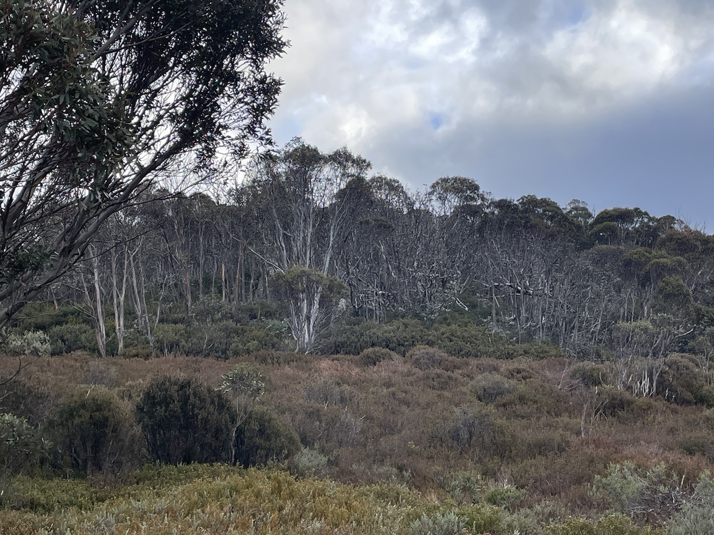 Eucalyptus perriniana; photograph (c) Hilary Rose Dawson, some rights reserved (CC BY)