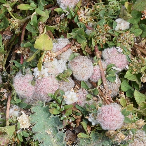 Trifolium tomentosum, photograph 2