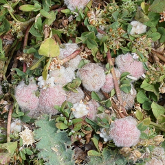 author not stated, no rights reserved Trifolium tomentosum, photograph author not stated, no rights reserved
