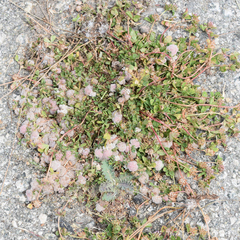author not stated, no rights reserved Trifolium tomentosum, photograph author not stated, no rights reserved