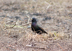 Sturnus vulgaris