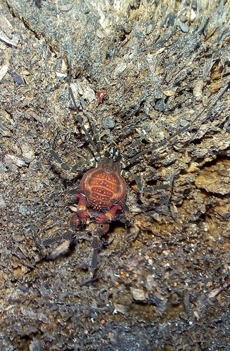 Metabalta polyhastata
