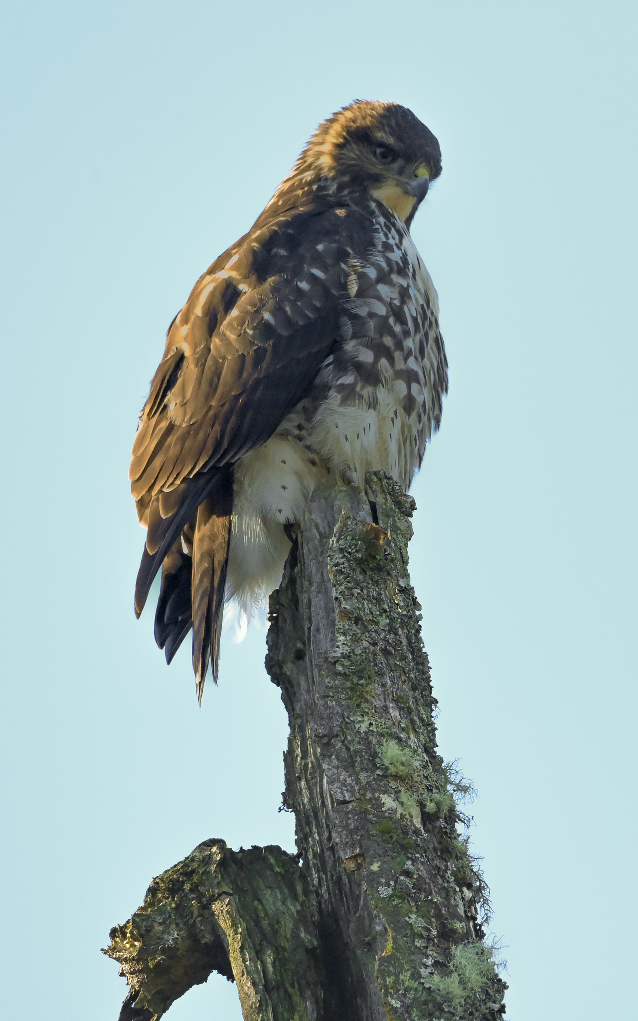Rufous-tailed Hawk (Buteo ventralis), photo 2
