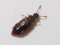 Omalium italicum