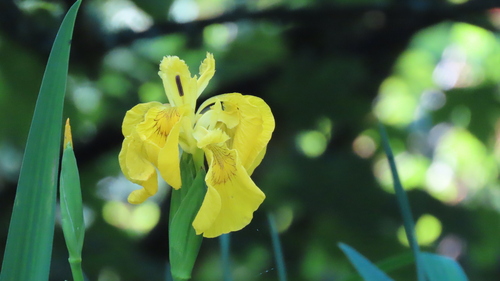 Yellow Iris
