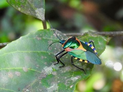 Chalcocoris