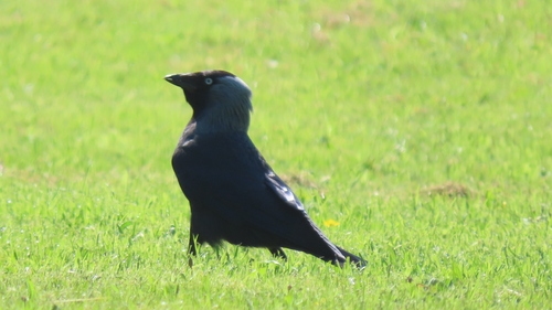 Eurasian Jackdaw