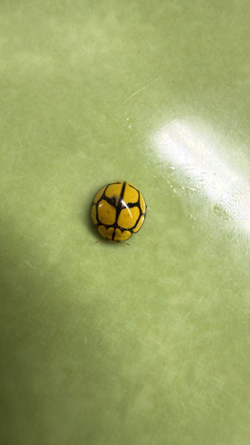 Netty Ladybird