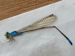 Pseudagrion glaucum