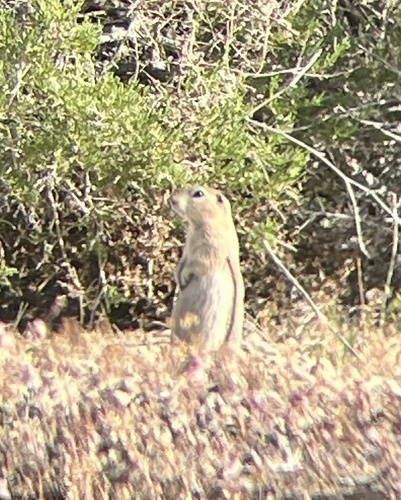 Piute Ground Squirrel observed by mdaw