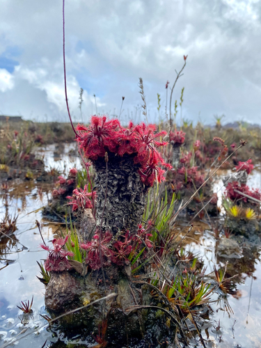 Drosera roraimae