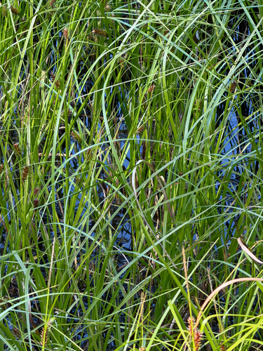 Carex lyngbyei