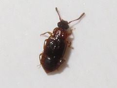 Omalium italicum