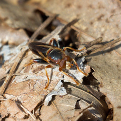 Teuchocnemis bacuntius