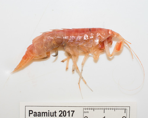 Eusirus holmi