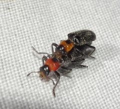 Placopterus thoracicus