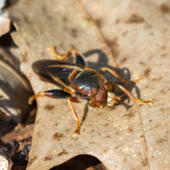 Teuchocnemis bacuntius