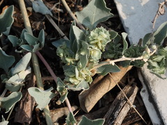 Atriplex maximowicziana
