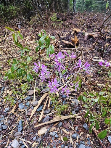 Rhodora