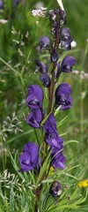 Aconitum tauricum