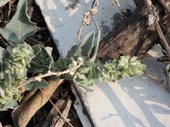 Atriplex maximowicziana