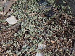 Atriplex maximowicziana