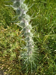 Echium glomeratum