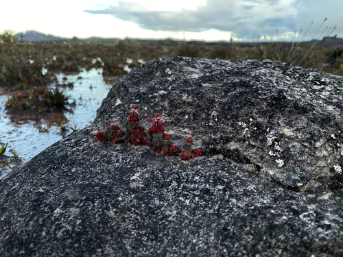 Drosera roraimae