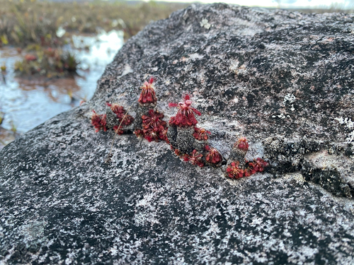 Drosera roraimae