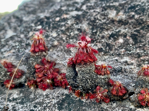Drosera roraimae