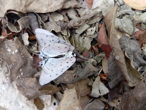 Sky-blue Hairstreak (Pseudolycaena damo)