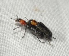 Placopterus thoracicus