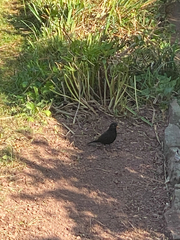 Turdus merula