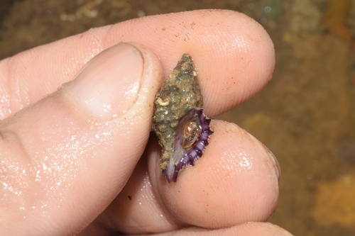 Morula ferruginosa, 2026-05-20