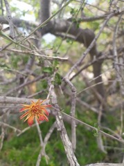 Adenophyllum speciosum